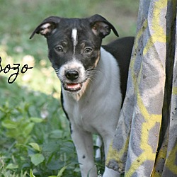 Thumbnail photo of Bozo~adopted! #3