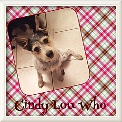 Thumbnail photo of Cindy Lou #3