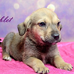 Thumbnail photo of Giblet~adopted! #3