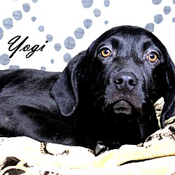 Thumbnail photo of Yogi ~ meet me! #4