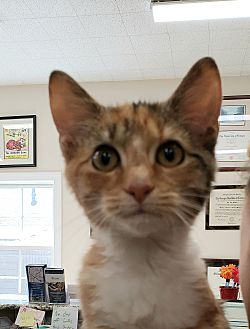 Kitten revolution petsmart top