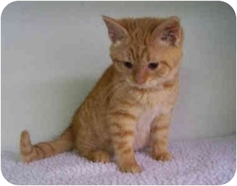 ginger shorthair kitten