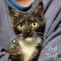 Photo of Faryll Daryll