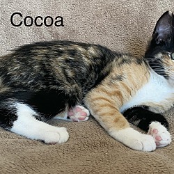 Thumbnail photo of Cocoa #2