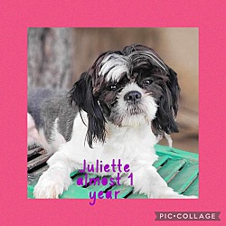 Thumbnail photo of JULIETTE in RHODE ISLAND #1