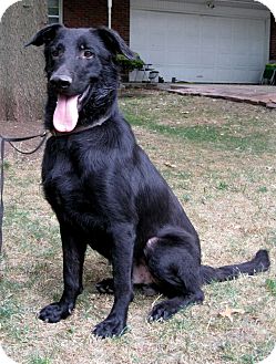 Cantrall Il German Shepherd Dog Meet Nighthauk A Pet For Adoption Golden shepherd coats are often a mix of their german shepherd and golden retriever parents' coats and colors. cantrall il german shepherd dog