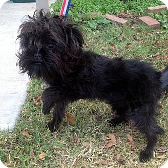 affenpinscher for adoption