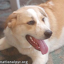 Thumbnail photo of Yellow Dog in LA - Active & Adventurous Sweet Boy! #1