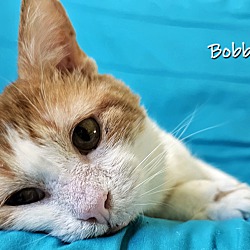 Thumbnail photo of Bobbie #3