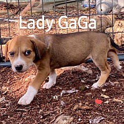 Photo of Lady GaGa