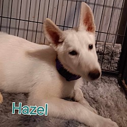 Thumbnail photo of Hazel #1