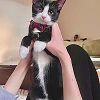 adopt a pet