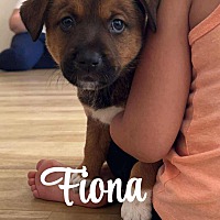 adopt a pet
