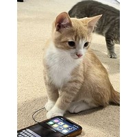 adopt-pet