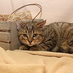 Thumbnail photo of Dawn (Combo Tested & Spayed) #2