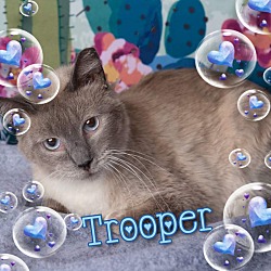 Photo of Trooper