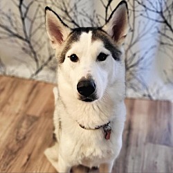 Photo of Shadow