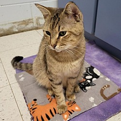 Photo of Catillac