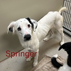Photo of Springer 27848