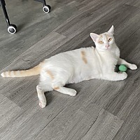 adopt a pet