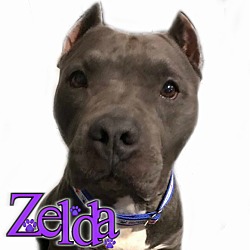 Thumbnail photo of Zelda - Adoption Pending #1