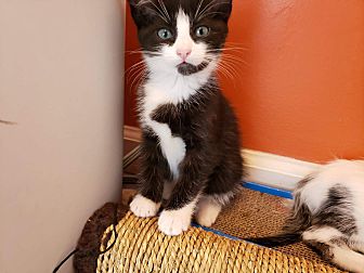 kitten playpen petsmart