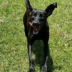 Lucky Lab Rescue And Adoption Vt In Brattleboro Vermont