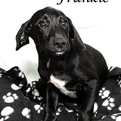 Thumbnail photo of Frankie~adopted! #2