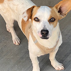 Photo of Scouty