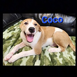 Photo of Coco