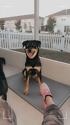 Riverview Rottweilers Riverview, FL - Rottweiler/Husky. Meet Diamond a Pet for Adoption ...