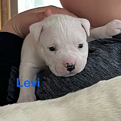 Photo of Levi (Lulu's Litter)