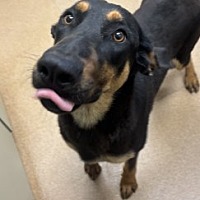 adopt a pet