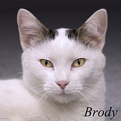 Thumbnail photo of Brody 2 #1