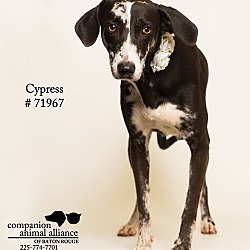 Thumbnail photo of Cypress #1