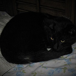 Thumbnail photo of Obsidian-ADOPTED #2