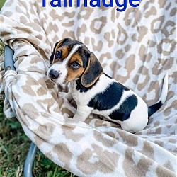 Photo of Talmadge