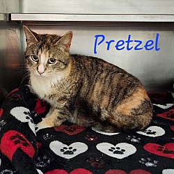 Thumbnail photo of Pretzel #1