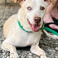 adopt a pet