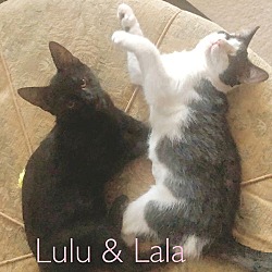 Thumbnail photo of Lala (Sibling- Lulu) #1