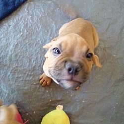 Thumbnail photo of Quill - 1 of 3 pups in foster #4