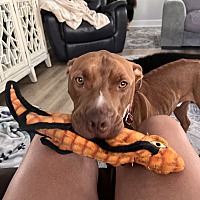 adopt a pet
