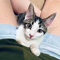 adopt a pet