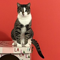 adopt a pet