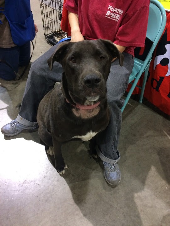 Reno Nv Shiba Inu Meet Cyclone A Pet For Adoption