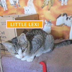 Thumbnail photo of Little Lexi-adopted 12-22-18 #1