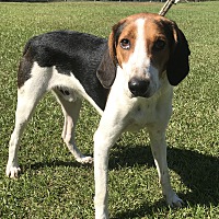 Carteret County Humane Society & Animal Shelter in Newport, North Carolina