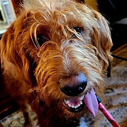 Photo of Riley