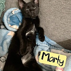Thumbnail photo of Marty #1