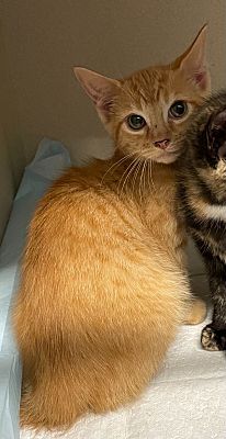 Mcminnville, Tn - Domestic Shorthair. Meet 062403 - Tink A Pet For 